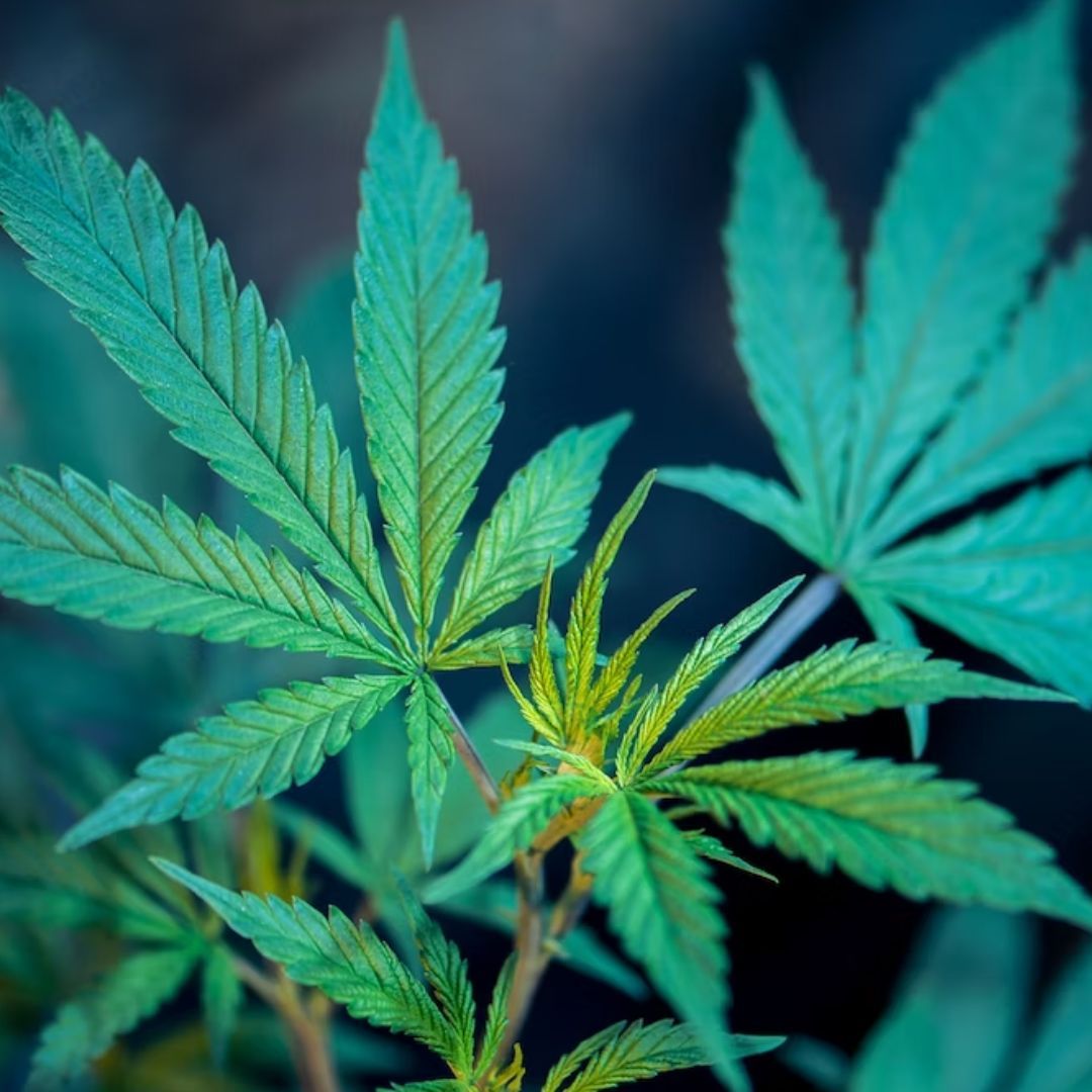 cannabis deficiencies, cannabis leaf deficiencies, mold on pot plants, marijuana plant problems, cannabis plant cures